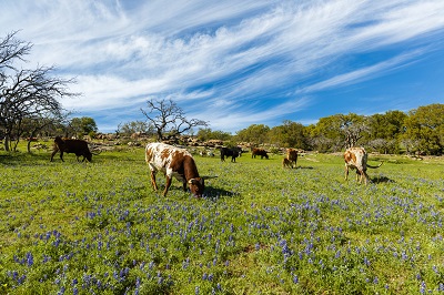 Livestock in a pasture