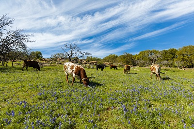 Livestock in a pasture