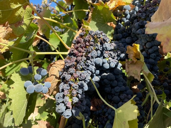 heat damage to grape crops